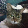 mybebekitty